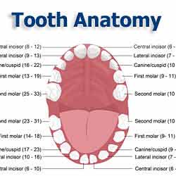 Tooth Anatomy